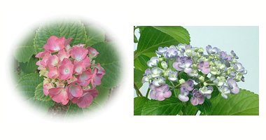 左:アジサイ 右:ウズアジサイ