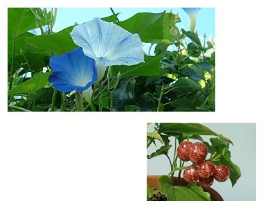 左:西洋アサガオ 右:マイヅルソウ