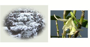 左：雪の庭　右：デンドロビウム