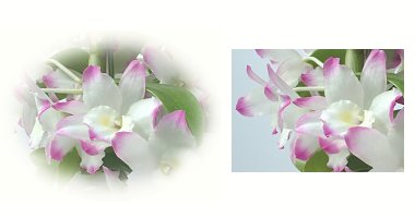 左:デンドロビウム 右:デンドロビウム