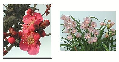 左:紅梅 大盃 右:シンビジウム
