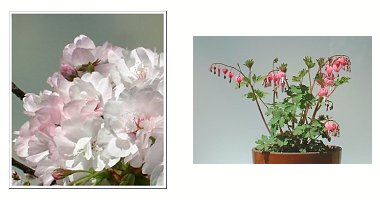 左:八重桜 右:タイツリソウ
