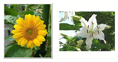 左:ヒマワリ 右:カサブランカ