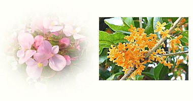 左:ベゴニア 右:キンモクセイ