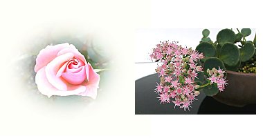 左:バラ 右:ミセバヤ