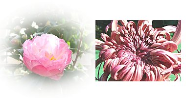 左:サザンカ 右:大菊