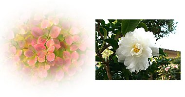左:ドウダンツツジ 右:サザンカ