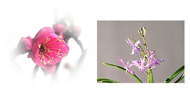 左:紅梅 大盃 右:ヨネザワアラ