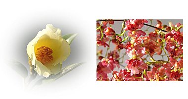 左:ツバキ 初黄 右:オンシジウム