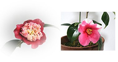 左:ツバキ 月光 右:胡蝶ワビスケ