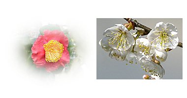 左：肥後ツバキ　右：サクランボの花