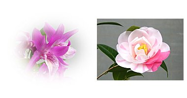 左:赤頭巾ちゃん 右:五色八重散椿