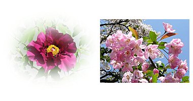 左:ボタン 花大臣 右:カイドウ