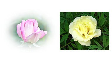 左:バラ 右:ボタン ハイヌーン
