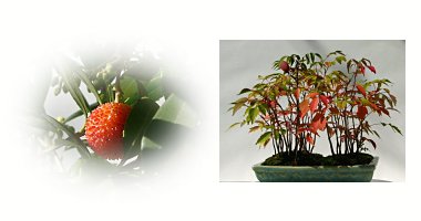 左:イチゴノキ 右:ハゼ