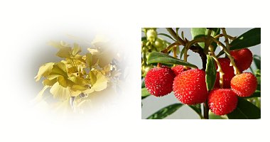 左:イチョウ 黄葉 右:イチゴノキ