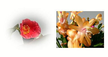 左:ツバキ淡妙蓮寺 右:シャコバサボテン