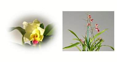 左:ミニカトレア 右:オンシジウム