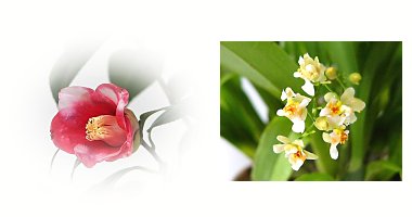 左:一子ワビスケ 右:オンシジウム