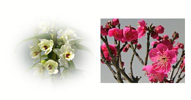 左:デンドロビウム 右:紅梅 大盃