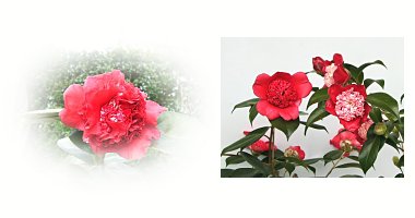 左:ツバキ 右:日光と月光