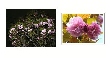 左:八重桜 右:八重桜 夜景