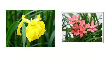 左:キショウブ 右:アノマテカ