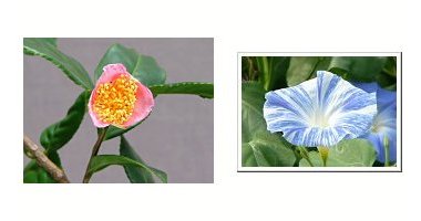 左:ツバキ 炉開き 右:西洋アサガオ