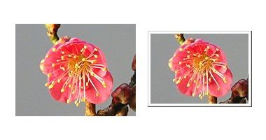 左:紅梅 大盃 右:紅梅 大盃