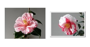 左:ツバキ 春の台 右:ツバキ 岩根絞