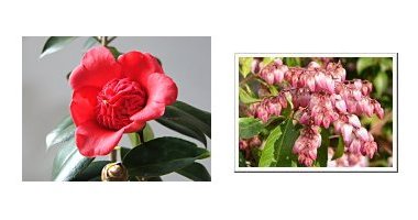 左:ツバキ 日光 右:紅花アセビ