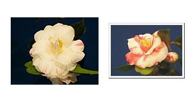左:法然院 貴椿 右:法然院 花笠