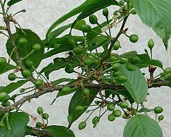 �T�N�����{�̎�