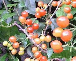 �T�N�����{�̎�