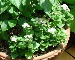 �A�Q���^��