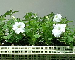 �y�`���j�A