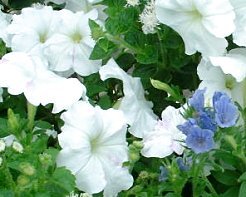 �y�`���j�A