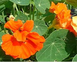 �L�������J