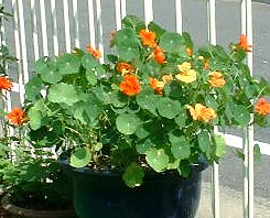 �L�������J