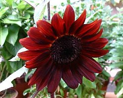 �q�}�����@�R�R�A